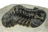 Detailed Austerops Trilobite - Visible Eye Facets #271938-1